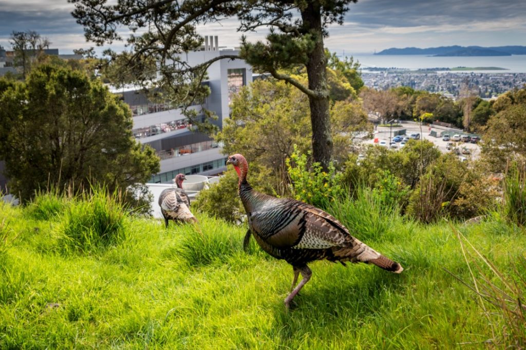 two turkeys sit on hillside above Molecular Foundry